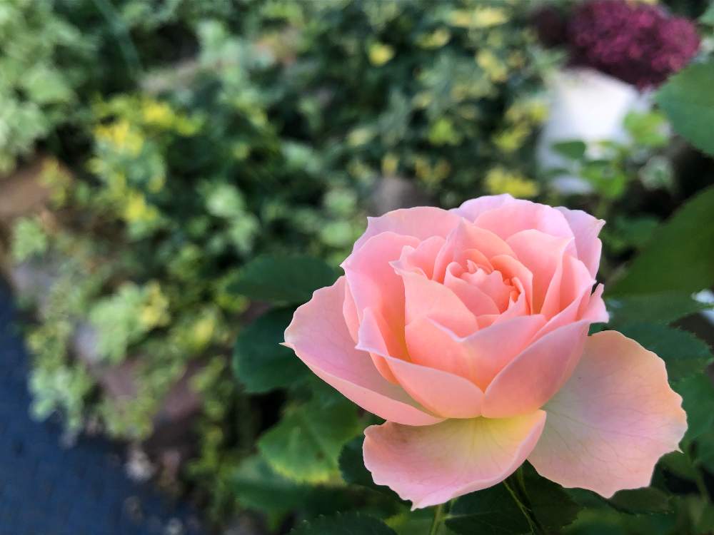 小さな庭の画像 by アキコさん | 小さな庭とバラ ロマンティックレースとばら バラ 薔薇とかわいい♡とバラのある暮らしと花のある暮らし
