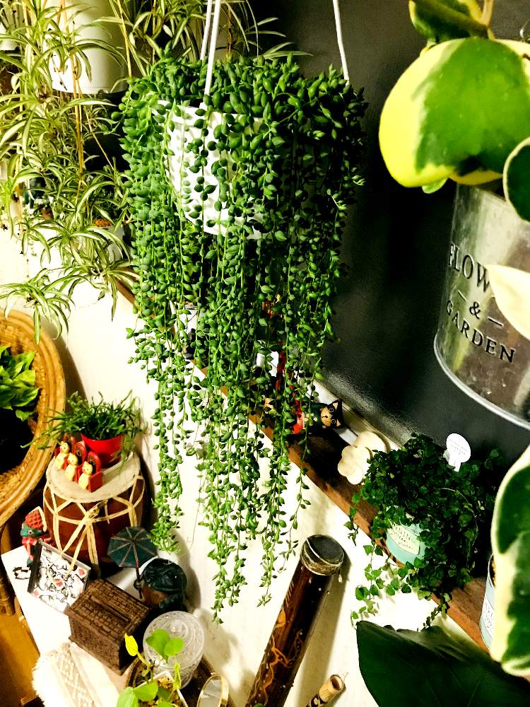 部屋の画像 by junさん | 部屋とグリーンネックレスと多肉植物と観葉植物とボタニカルライフとハンキングとグリーン!グリーン!グリーン!とお気に入り♡と癒しとGS映えとno green no lifeと癒しの空間と植中毒と長いグリーンネックレスと多肉女子と観葉植物のある暮らしとインテリアグリーン