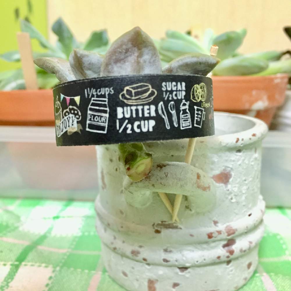 部屋の画像 by ごほうび♪さん | 部屋とペンタンドルムと多肉植物と根っこでろ!!!とまじまじ観察と届いた時重傷だった