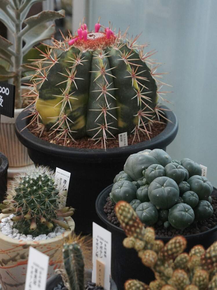 の画像 by 花安さん | 多肉植物と鹿児島多肉とサボテン科とロフォフォラ属と鹿児島多肉販売と花安と入荷情報とロホホラ 鳥羽玉とサボテン姫冠雲錦と入荷と多肉植物工房 花安と多肉のある暮らしと多肉植物販売と姫冠雲と多肉入荷と鹿児島とメロカクタス属と多肉植物工房と多肉狩りと多肉植物入荷