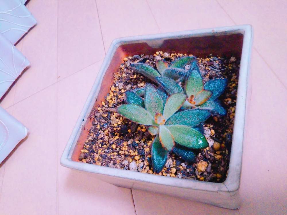 インテリアの画像 by 苔倉さん | インテリアと多肉植物と多肉男子と福兎耳、月兎耳、黒兎と 黒兎と多肉女子とカランコエ属