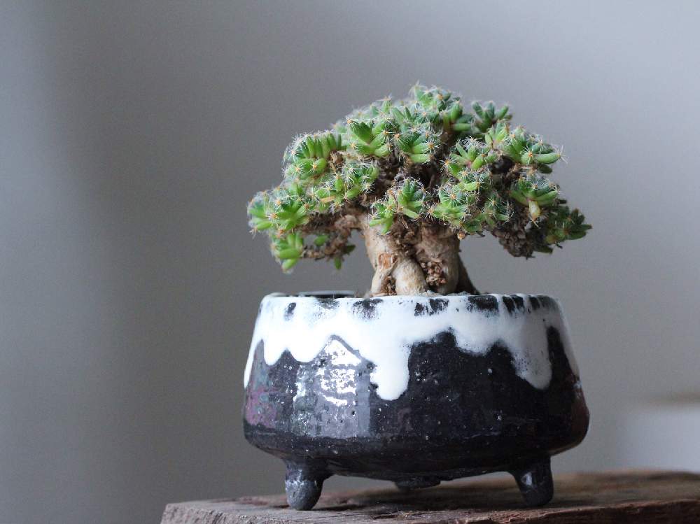 インテリアの画像 by jillさん | インテリアと紫晃星とトリコディアデマ 紫晃星 と多肉植物と トリコディアデマ属とGS映えとGS日和とコーデックスとCaudexと今日の一枚と塊根植物とinteriorgreenとトリコディアデマ・紫晃星と珍奇植物とじるの塊根とビザールプランツとsucculentとじるの自作鉢