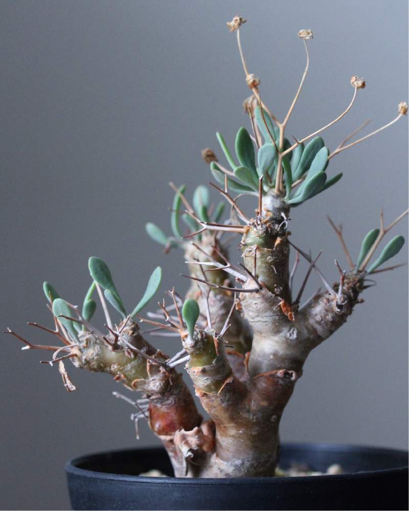 インテリアの画像 by jillさん | インテリアとオトンナとオトンナ・ユーフォルビオイデスとothonnaと多肉植物とユーフォルビオイデスとGS映えとGS日和とコーデックスとCaudexと今日の一枚と塊根植物とinteriorgreenと珍奇植物とじるの塊根とビザールプランツとsucculent