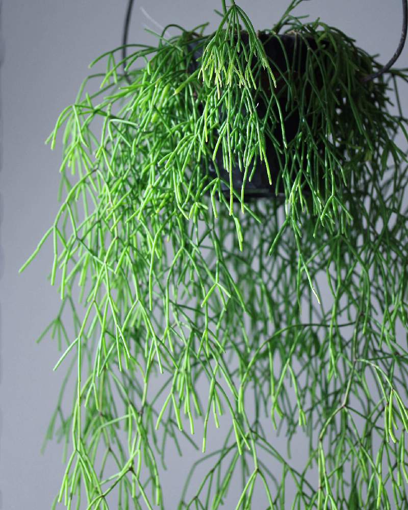 インテリアの画像 by jillさん | インテリアとリプサリスとリプサリス カスッサと多肉植物とじるのサボテンとGS映えとGS日和と今日の一枚と珍奇植物とビザールプランツとsucculent