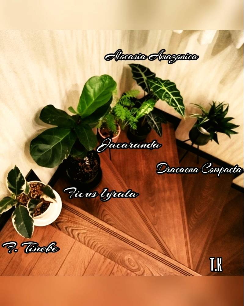 階段/廊下の画像 by T.Kさん | 階段/廊下と観葉植物を楽しむと観葉植物と植物男子と ジャカランダとフィカス属とドラセナ・コンパクタと階段とアロカシアアマゾニカとフィカス・ティケネとカシワバゴム☺