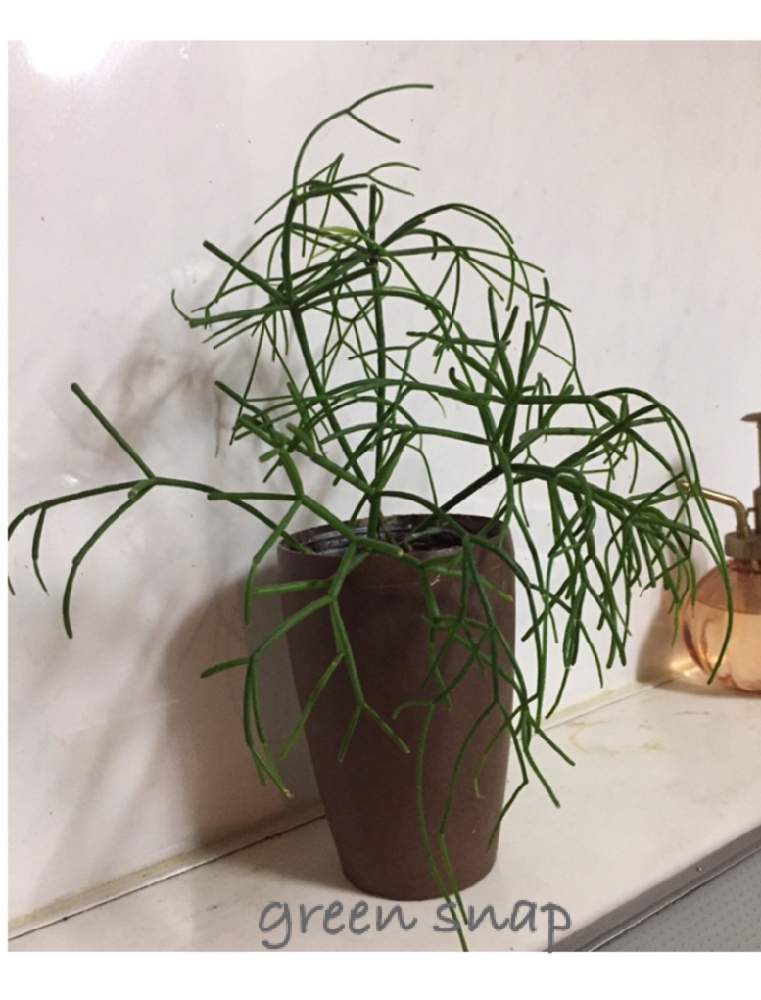 キッチンの画像 by ゆかぴさん | キッチンと観葉植物と成長記録と花のある暮らしと多肉女子とリプサリス属