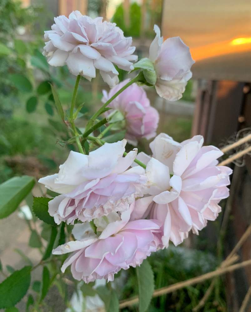 小さな庭の画像 by How to grow Organic Roseさん | 小さな庭とレイニーブルーとYouTubeと家族愛と薔薇愛同盟と三田グリーンネットとオーガニックローズと妻の為にとバラの育て方とオーガニックと薔薇レイニーブルーとバラと夢CLUBと無農薬バラ栽培とオーガニック栽培と妻への愛と花のある暮らしとロザリアンと無農薬 無化学肥料栽培と薔薇に魅せられてと薔薇男子とGS映えとB型