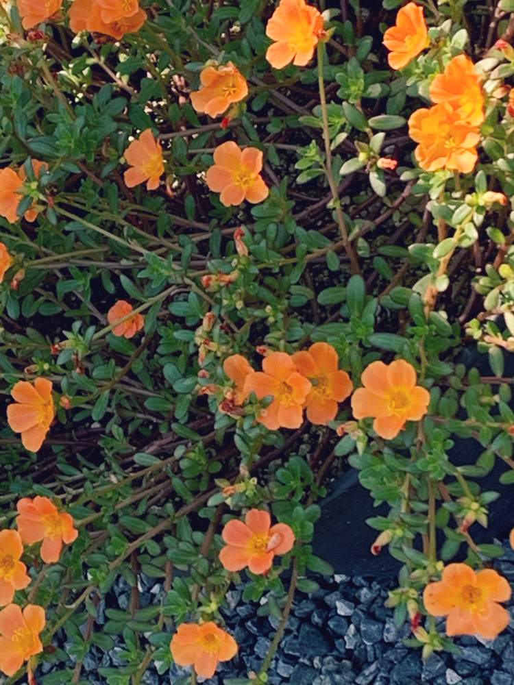 お出かけ先の画像 by Flowerさん | お出かけ先とポーチュラカと花のある暮らしとオレンジ色の花と公園さんぽとGS映え