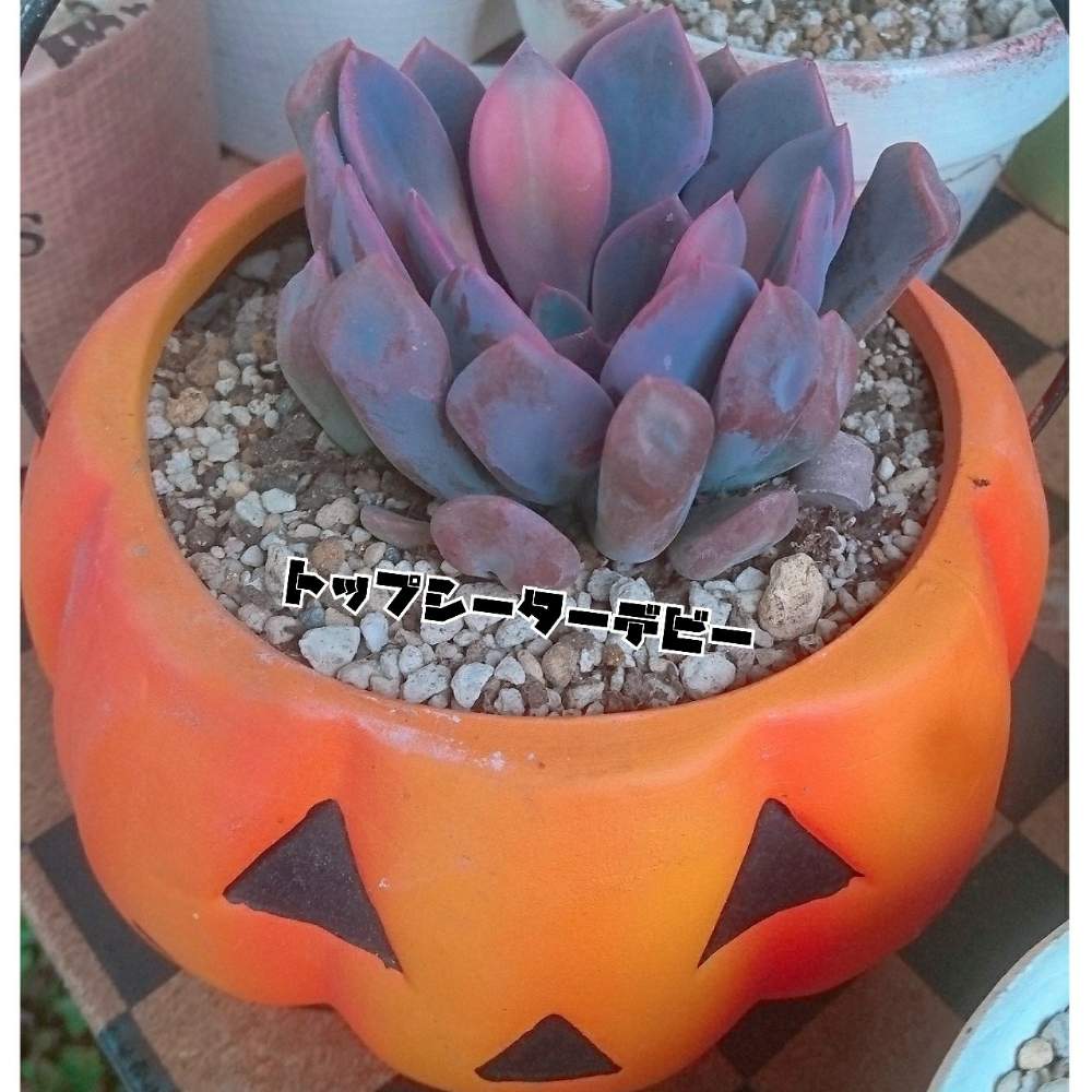 バルコニー/ベランダの画像 by 嵐loveさん | バルコニー/ベランダと俺様COLORとハロウィンと可愛い♥️と大好き♥️と多肉ばぁ〰️と紫色★