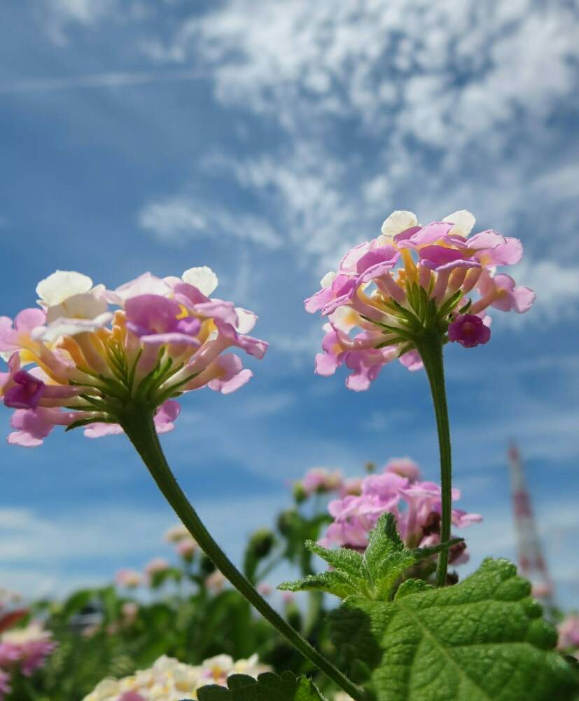 お出かけ先の画像 by ぺこりん♪さん | お出かけ先とランタナと公園の樹木とあおいパークと樹木と公園とピンク❤︎ピンクとGS映えとGS日和と黄色い花と散歩とボタニカルスポットとおでかけ先ときれいな色とお散歩とかわいいな♡とお出かけ先にて