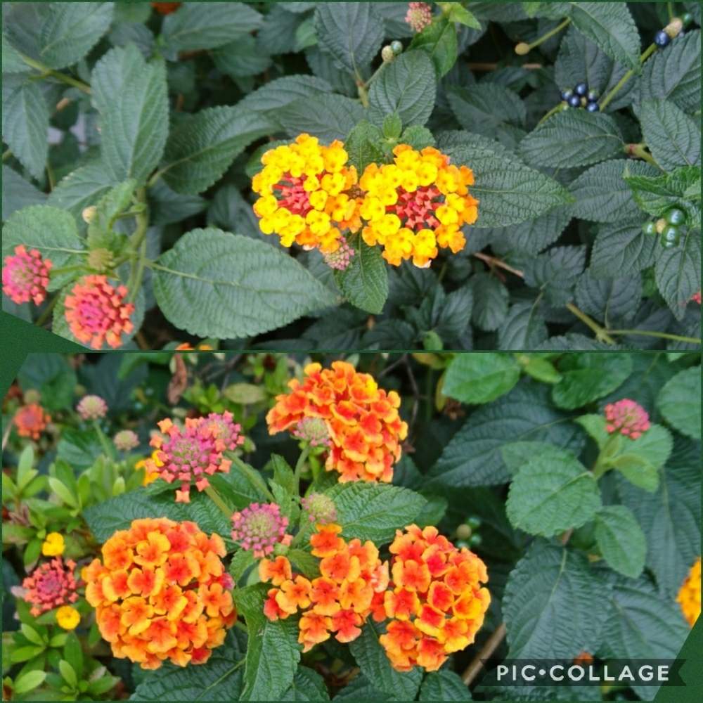 の画像 by トリトンさん | ランタナとランタナ七変化とキュンキュン乙女倶楽部とオレンジ色の花とありがとう♡とかわいい♡とおかえり、ひまさんといやされる♡とGS映えとGS日和と幸せの黄色いお花とキュンキュン乙女倶楽部No.183と黄色いお花大好き協会
