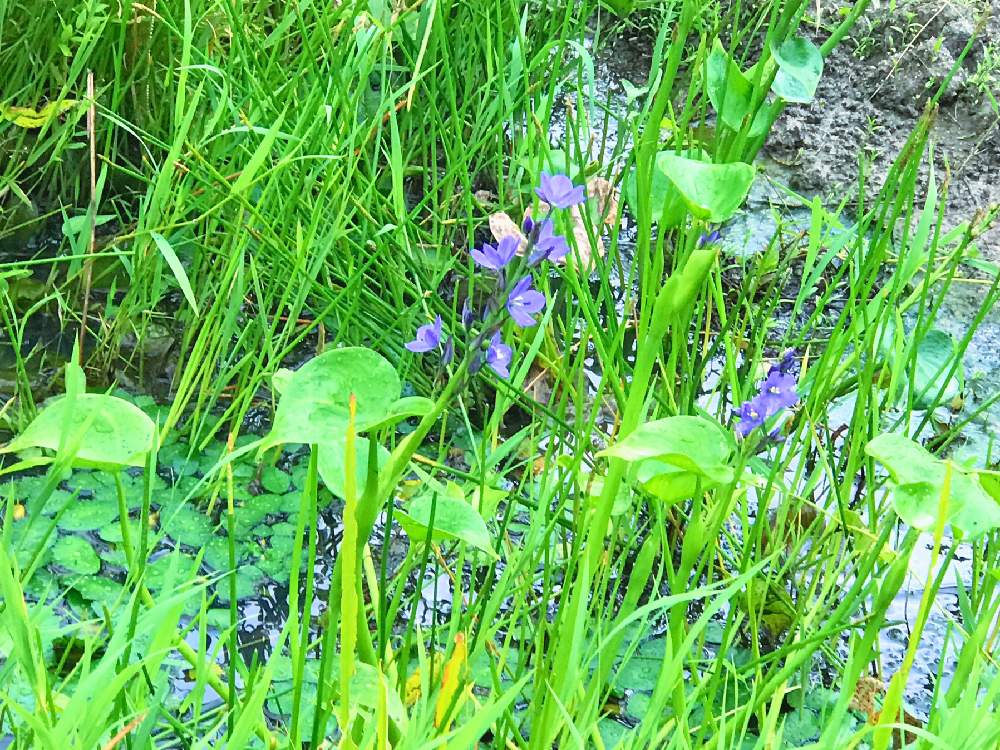 の画像 by チャーさん | ミズアオイとチャーさんのリポートと徳川家康と秋草と松平郷と山野草と秋を感じると季節の 便りとチャーさんの 里山歩きと里山歩きと花のある暮らしと水草と水草フォトコン