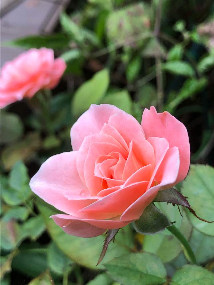 小さな庭の画像 by ゆりうすさん | 小さな庭とミニバラと薔薇愛同盟とGS映えと植中毒と成長記録と花のある暮らしとピンクが好き❤︎