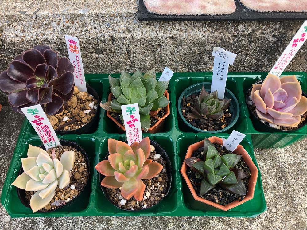 の画像 by てーらーさん | 多肉植物とハオルチア属と多肉大好きとパールフォンニュルンベルク❤と姫おぼろ月❤︎とハオルチア・レイトニーと多肉沼と多肉女子とタニラーとレッサーバルバとカシミヤバイオレット♡とカリフォルニア サンセットと☆ハオルチアと夜越山と白峯園と夜越山多肉フェア