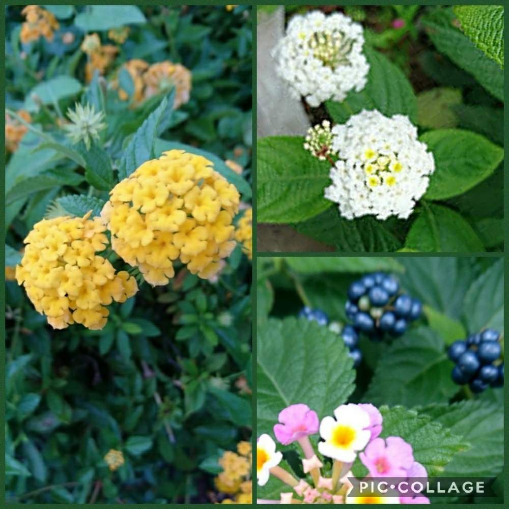 の画像 by トリトンさん | コバノランタナとランタナ七変化とランタナの実とランタナとありがとう♡とかわいい♡とおかえり、ひまさんと公園といやされる♡とピンク❤︎ピンクとGS映えとGS日和と幸せの黄色いお花とキュンキュン乙女倶楽部No.183と黄色いお花大好き協会と神奈川県と白い花