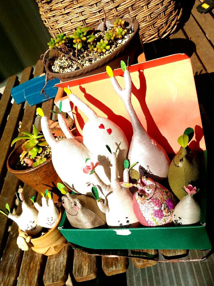 バルコニー/ベランダの画像 by poporopoooさん | バルコニー/ベランダと塊根まん詰め合わせと多肉植物とアデニウム属とパキポディウム属とサボテン科と観葉植物と植物のある暮らしとボタニカルライフと塊根植物のある暮らしと塊根と陶器と塊根女子とCaudexと緑のある暮らしと多肉女子と多肉植物とサボテンと塊根植物と多肉とフィギュアと花のある暮らしとサボテンの花とインテリアグリーン