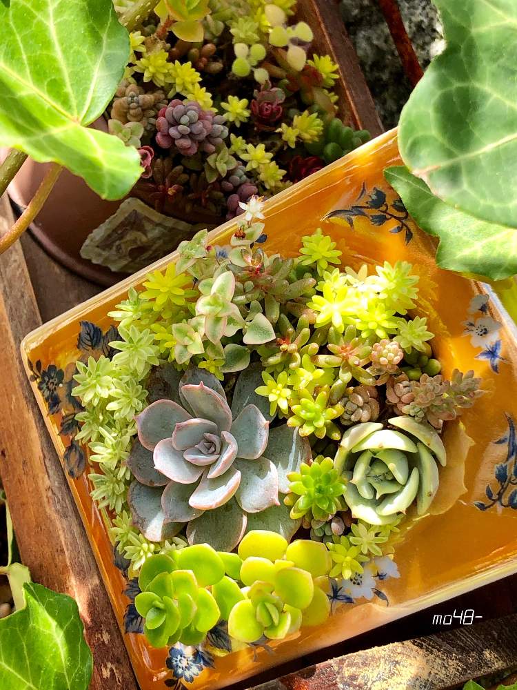 小さな庭の画像 by モンステらーさん | 小さな庭とセダム属と多肉植物と植物のある暮らしとガーデニング雑貨とエケベリア属とガーデニングと花のある暮らしと多肉寄せ植えと多肉初心者