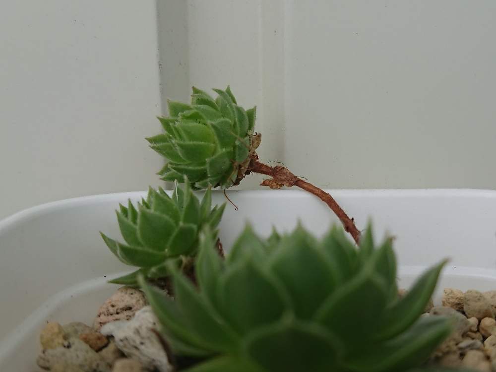玄関の画像 by ここゆずさん | 玄関と多肉植物とグリーン!グリーン!グリーン!と センペルビウムとゆとりの時間と癒し空間と多肉女子と心のゆとりと花のある暮らしとGREEN UP!といやし♪