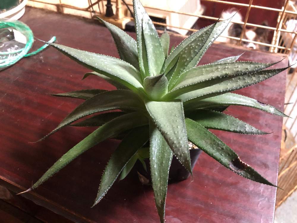 小さな庭の画像 by bukkieさん | 小さな庭とガステラロエ・シルバーリーフと多肉植物と観葉植物とボタニカルライフと植物男子と緑のある暮らしとガーデニングと花のある暮らし