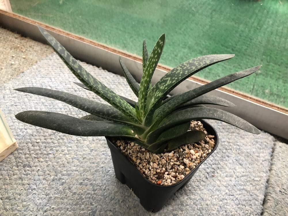 部屋の画像 by bukkieさん | 部屋とガステリア 子宝と多肉植物と観葉植物とボタニカルライフと植物男子と緑のある暮らしとガーデニングと花のある暮らし