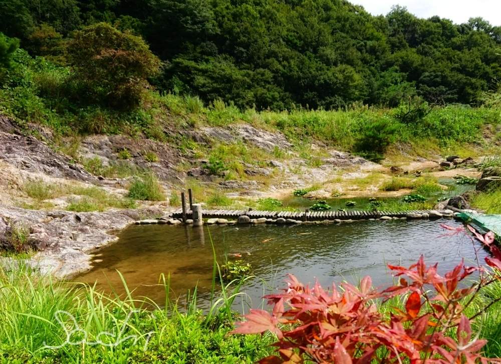 お出かけ先の画像 by sachiさん | お出かけ先とカエデとコウホネと残したい風景と水のある風景と紅葉(こうよう)と雑草と今日の花便りと花のある暮らしと水草フォトコンと鈴鹿・亀山