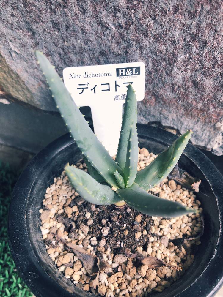 の画像 by みどりーのさん | アロエ科と観葉植物と植中毒とアロエ・ディコトマと多肉女子と栃木県民とビザールプランツ
