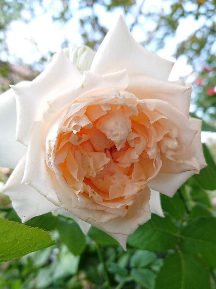 小さな庭の画像 by YUMIKOさん | 小さな庭と綺麗〜❤️と切り薔薇品種と薔薇愛同盟と花が好き❤とかわいい♡と大好きと植中毒と綺麗と薔薇が好き❤ときれいな色と鉢植えとフロウと花のある暮らしと薔薇♪といい色♡