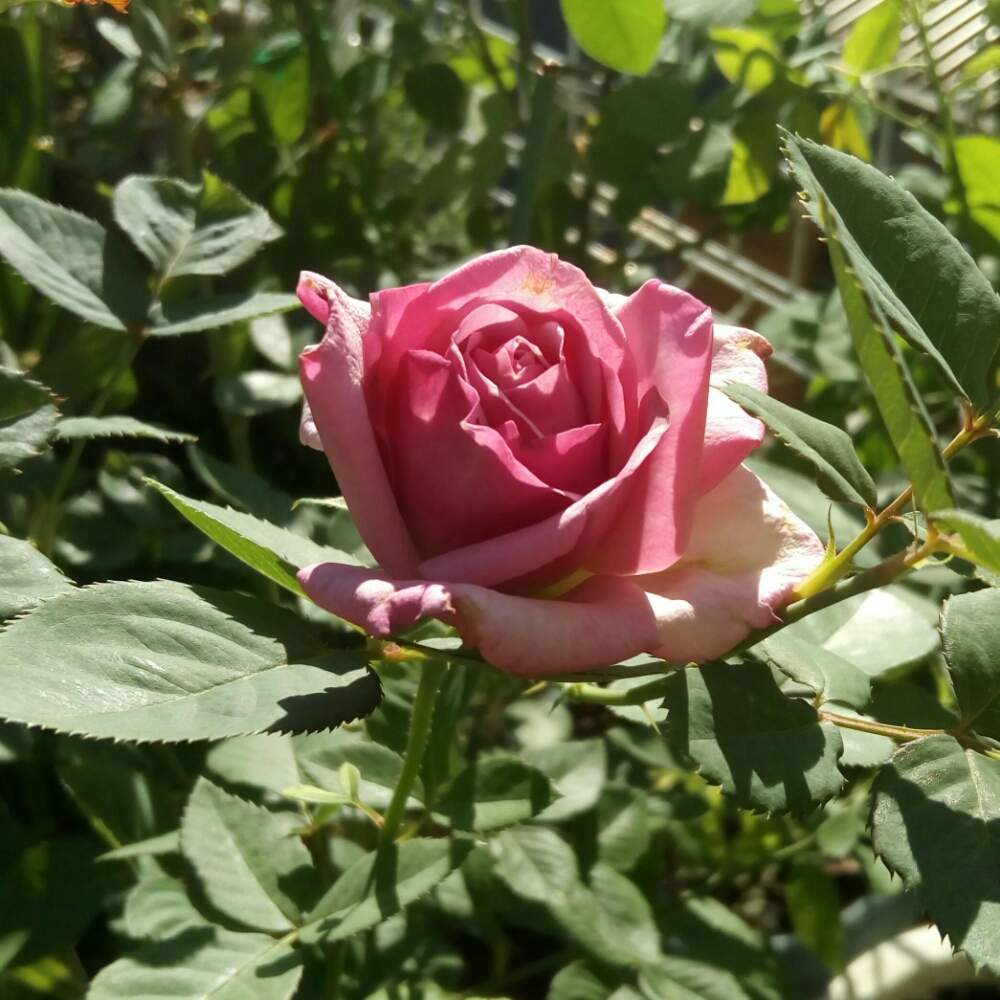小さな庭の画像 by ひまわりさん | 小さな庭とベラドンナとたのしみ♡とばら バラ 薔薇と薔薇に魅せられてと小さな花壇と岩下篤也といい香りと素敵