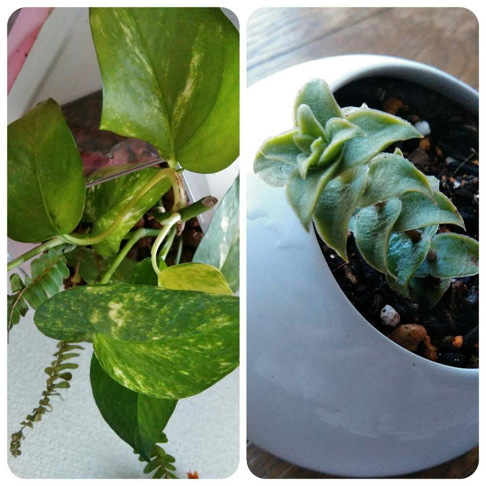部屋の画像 by A KEさん | 部屋とジュウジセイと水栽培と観葉植物好きと散歩と生花好きと三重県とドライフラワーアレンジと花のある暮らしと多肉植物好き