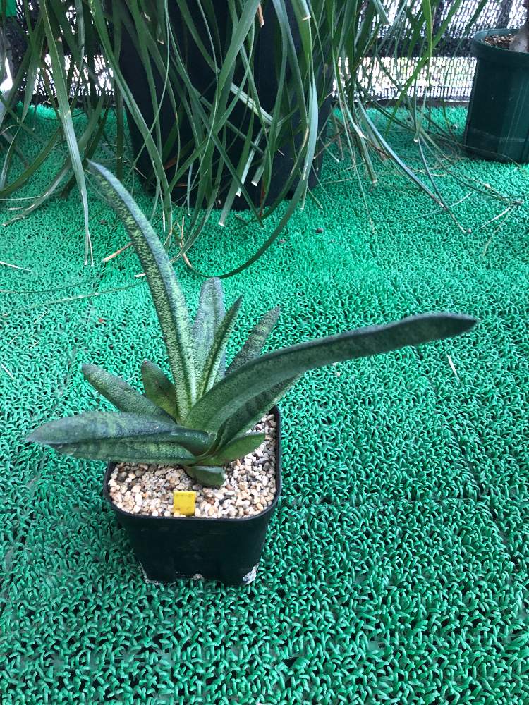 部屋の画像 by bukkieさん | 部屋とガステリア・春鶯囀と多肉植物と観葉植物とボタニカルライフと植物男子と緑のある暮らしとガーデニングと花のある暮らし