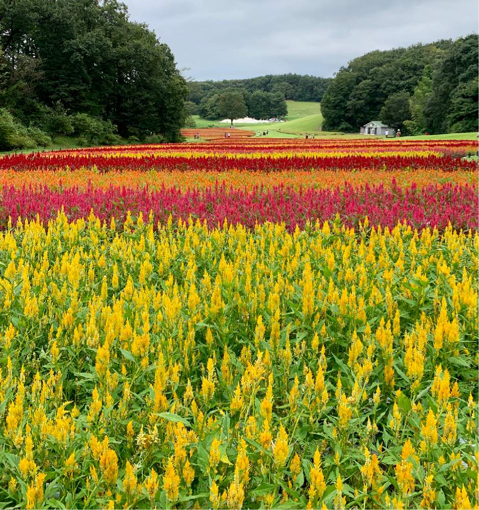 お出かけ先の画像 by つぐみさん | お出かけ先と羽毛ケイトウと公園とおさんぽとのんびり*¨*•.¸¸♪とお花畑 と国営武蔵丘陵森林公園と秋の風景とかわいいな♡