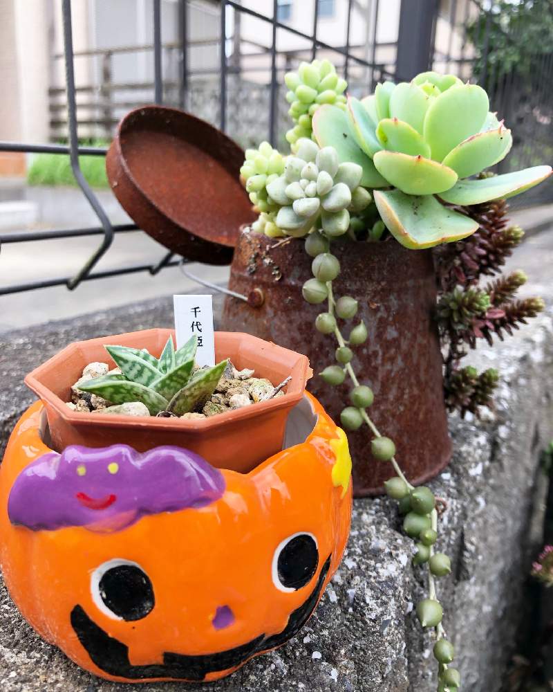 フェンスの画像 by Misakiさん | フェンスと千代姫と多肉植物とSucculentgardenMisakiとアロエ科と多肉大好きと二和園と多肉植物寄せ植えと多肉女子と多肉植物アレンジメントインストラクターと千葉タニラーとハロウィン