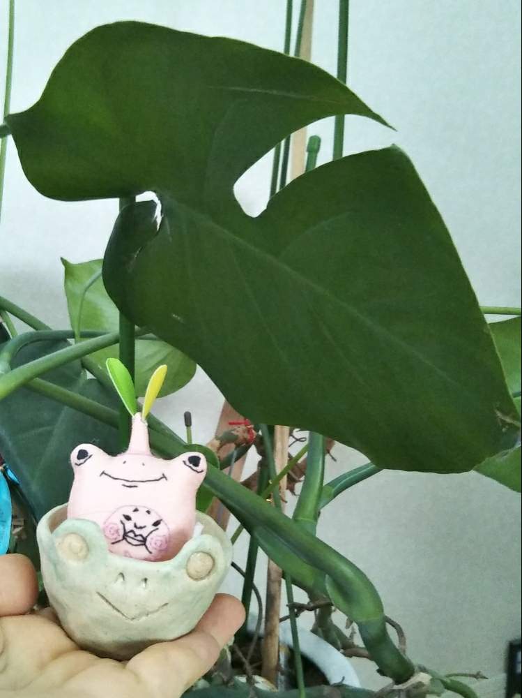 玄関の画像 by コッコさんさん | 玄関とモンステラと蛙塊根まんと多肉植物と観葉植物と塊根と陶器と陶芸と陶器鉢とGS映えと陶芸女子とコーデックスと緑のある暮らしと多肉女子と塊根植物と多肉とフィギュアと雑貨とハンドメイドと珍奇植物とインテリア雑貨と植木鉢とカエルとかえるの置物
