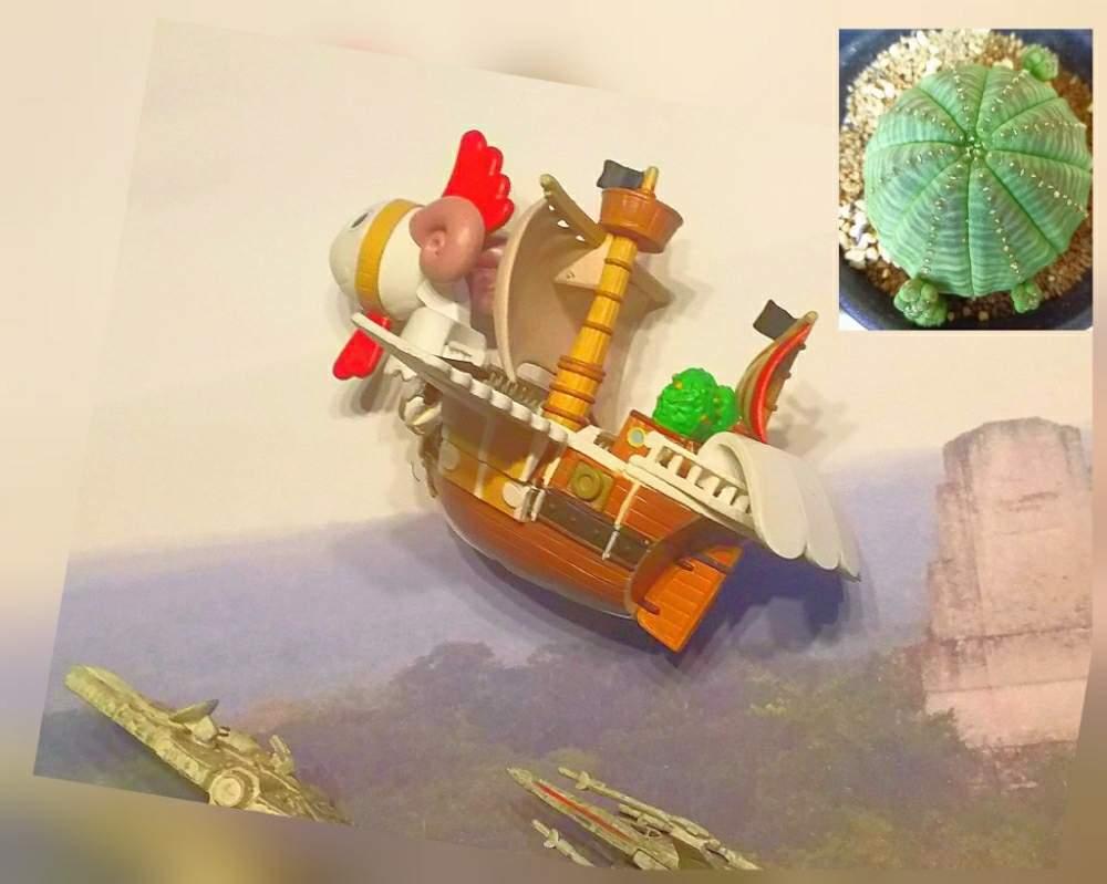 バルコニー/ベランダの画像 by アコウテさん | バルコニー/ベランダと子吹きシンメトリカとミレニアムファルコン号とベランダ多肉と植欲旺盛と植中毒とXウイングとメリー号の大冒険とメリー号の大冒険 番外編と多肉初心者