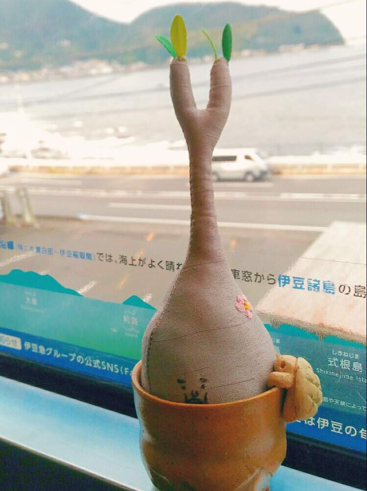 お出かけ先の画像 by poporopoooさん | お出かけ先と乗り鉄まんと多肉植物とアデニウム属とパキポディウム属とサボテン科と観葉植物と植物のある暮らしとボタニカルライフと塊根植物のある暮らしと塊根と陶器と塊根女子とぬいぐるみと緑のある暮らしと多肉女子と多肉植物とサボテンと塊根植物と多肉とフィギュアと花のある暮らしとサボテンの花とインテリアグリーン