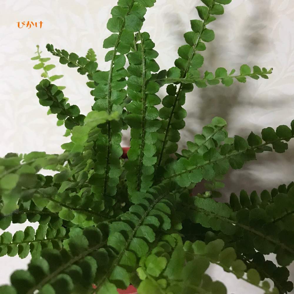 の画像 by ぴかけさん | ネフロレピスと植物のある暮らしとボタニカルライフとグリーン!グリーン!グリーン!と癒しと植欲旺盛と癒しgreenとno green no lifeと植中毒とシダ植物と山梨県と植物を愛でる