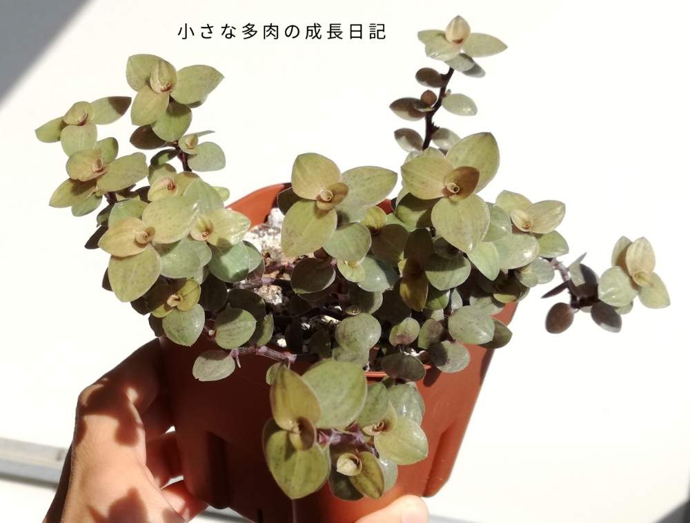 バルコニー/ベランダの画像 by みーさんさん | バルコニー/ベランダと桜色 カリシアと多肉植物と桜色カリシア