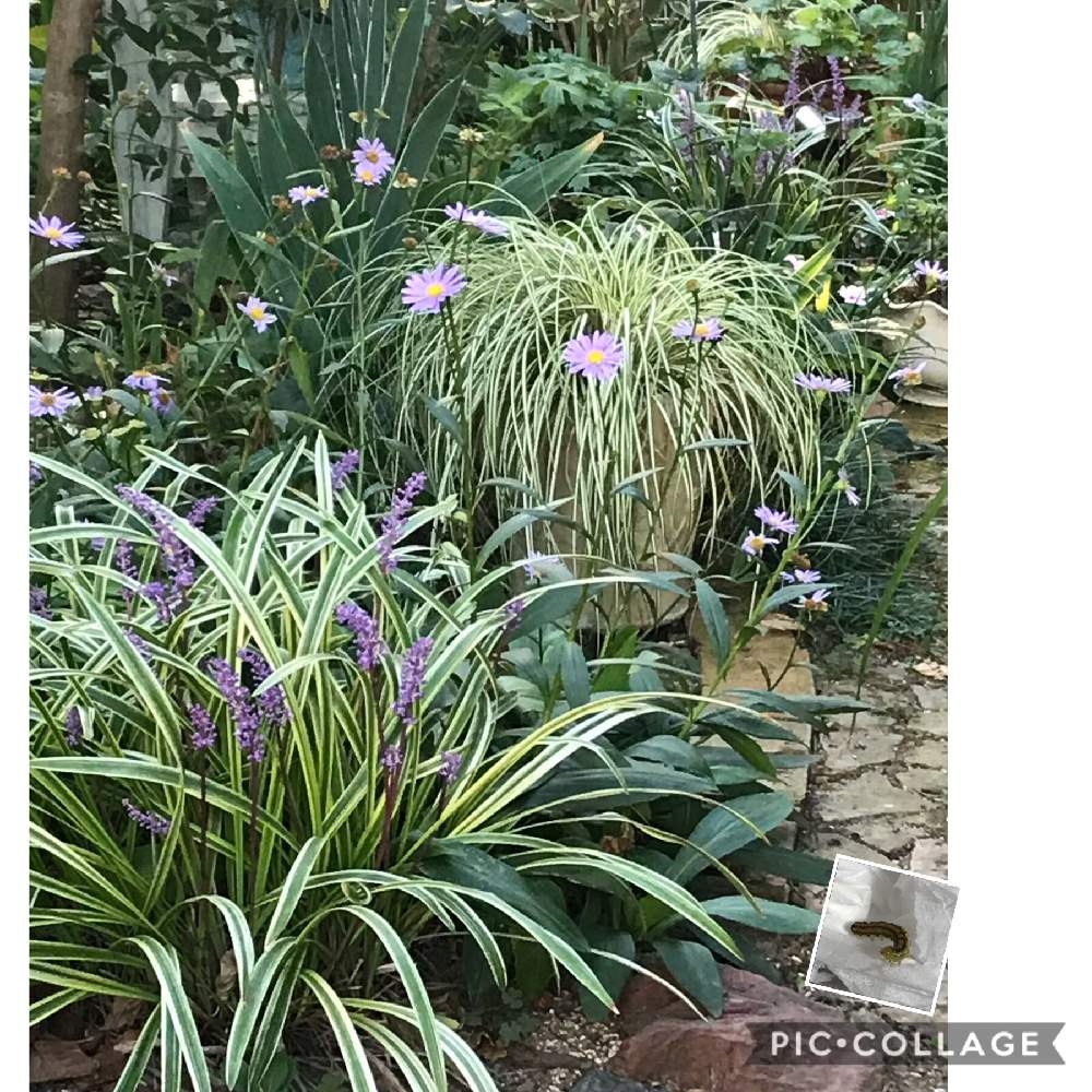 小さな庭の画像 by ブラックベリーさん | 小さな庭とカラーリーフと花のある暮らしと植え込みと虫刺され