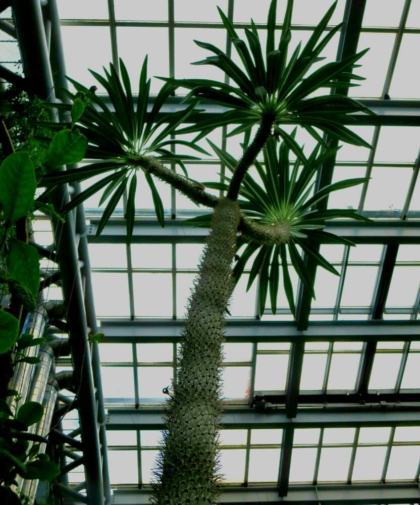 お出かけ先の画像 by ぺこりん♪さん | お出かけ先とアアソウカイと公園の樹木と観葉植物と樹木と公園とGS映えと珍しいとGS日和と温室と散歩とボタニカルスポットとおでかけ先ときれいな色とお散歩とかわいいな♡と京都府立植物園とお出かけ先にて
