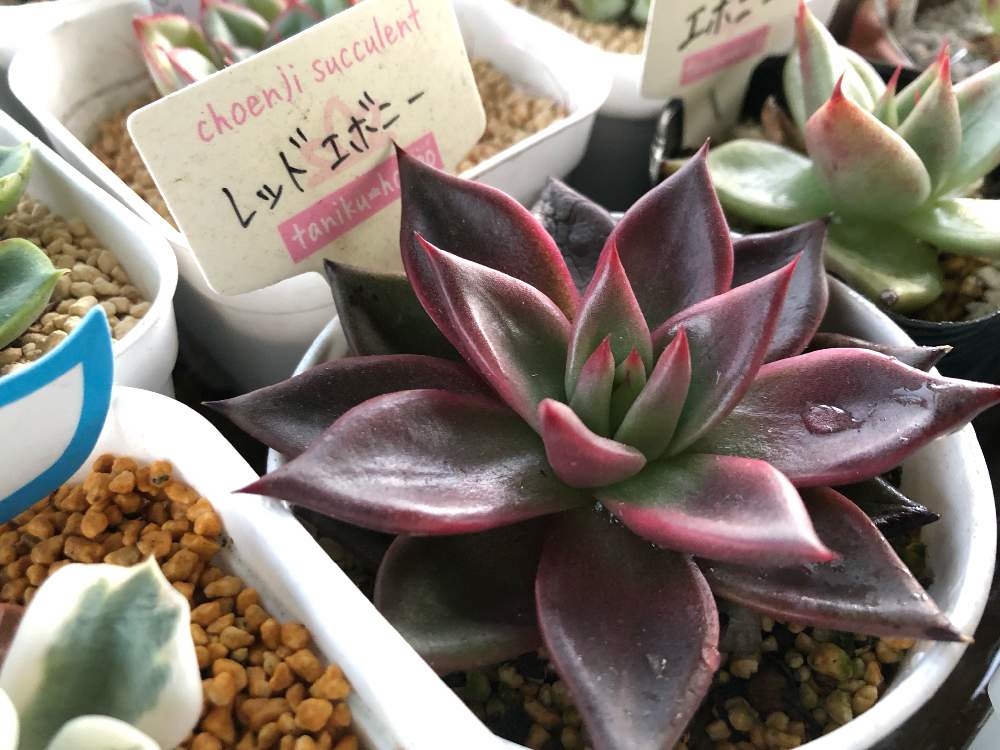 バルコニー/ベランダの画像 by Misakiさん | バルコニー/ベランダとレッドエボニーと多肉植物とSucculentgardenMisakiと水やりと多肉大好きとグリーンテラス葉山と多肉が癒しですと多肉女子と多肉植物アレンジメントインストラクターと千葉タニラーと多肉狩り