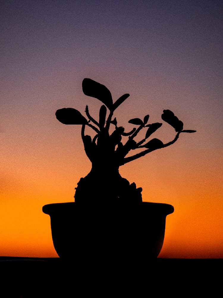窓辺の画像 by ジョセンスさん | 窓辺とアデニウムと多肉植物とアデニウム属と観葉植物とコーデックスと砂漠の薔薇 アデニウムと塊根植物とアデニウムアラビカム