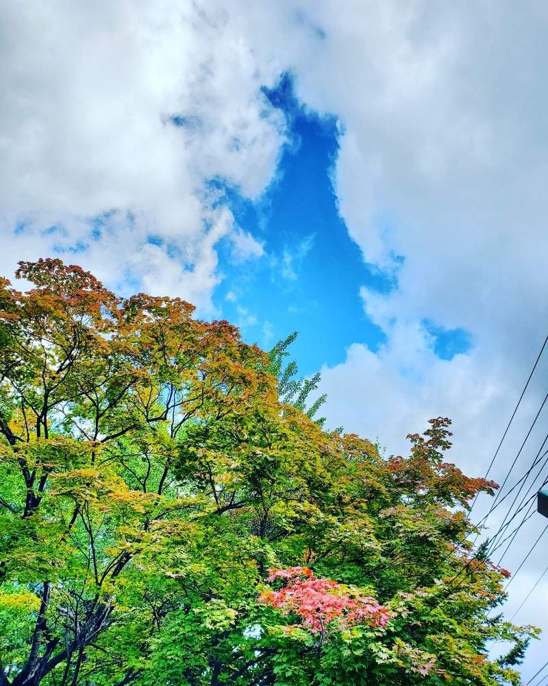 窓辺の画像 by きーちゃんさん | 窓辺と北海道と札幌と札幌の秋