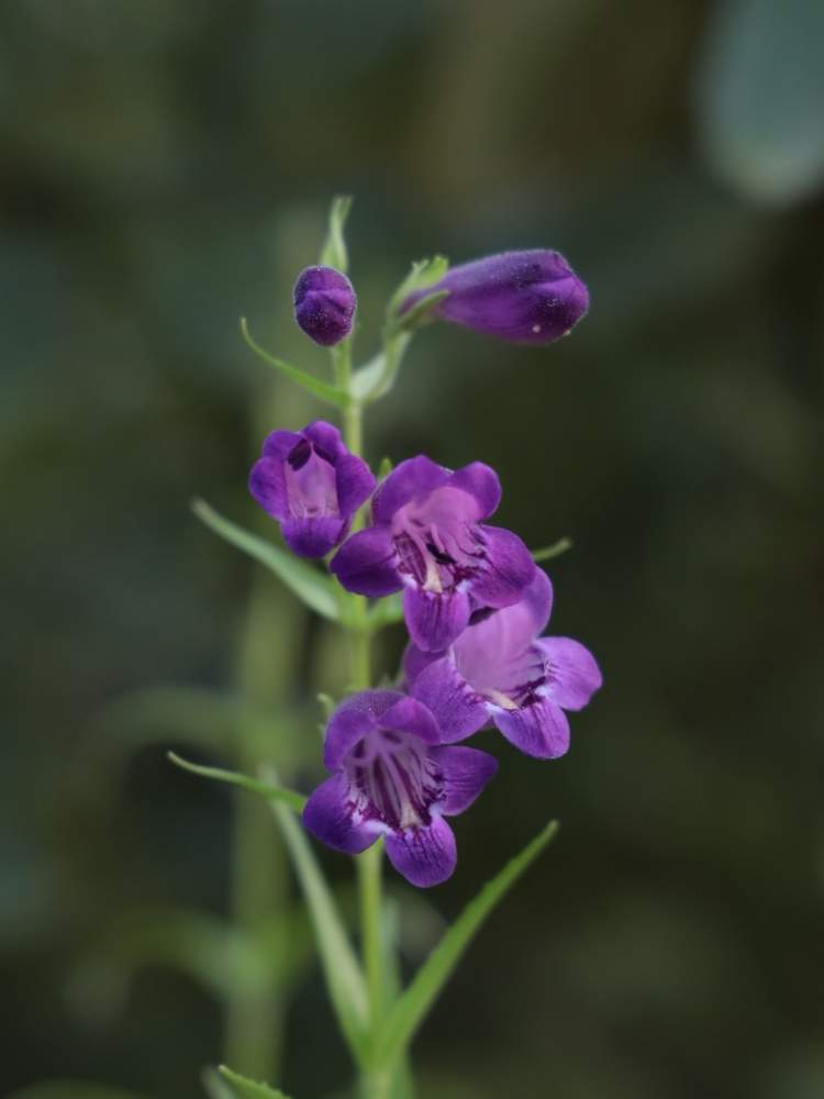 お出かけ先の画像 by quattroさん | お出かけ先と近所の公園とお写んぽとお写ん歩とGreenSnapmarcheと花のある暮らしとGREEN UP!とプラスチックスマート