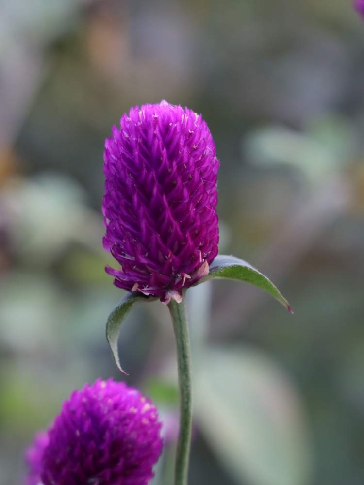 お出かけ先の画像 by quattroさん | お出かけ先と近所の公園とお写んぽとお写ん歩とGreenSnapmarcheと花のある暮らしとGREEN UP!とプラスチックスマート