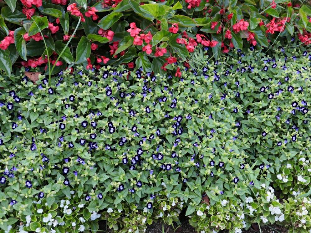お出かけ先の画像 by quattroさん | お出かけ先とバラ園とお写んぽとお写ん歩とGreenSnapmarcheと花のある暮らしとGREEN UP!とプラスチックスマート