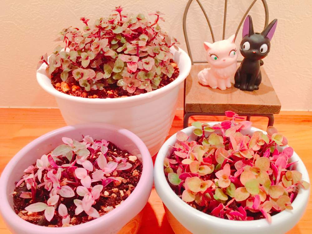 小さな庭の画像 by tsuyotsuyo!!さん | 小さな庭と桜色 カリシアと桃色カリシアとカリシアロザートと多肉植物と観葉植物と多肉植物 多肉の有るくらし