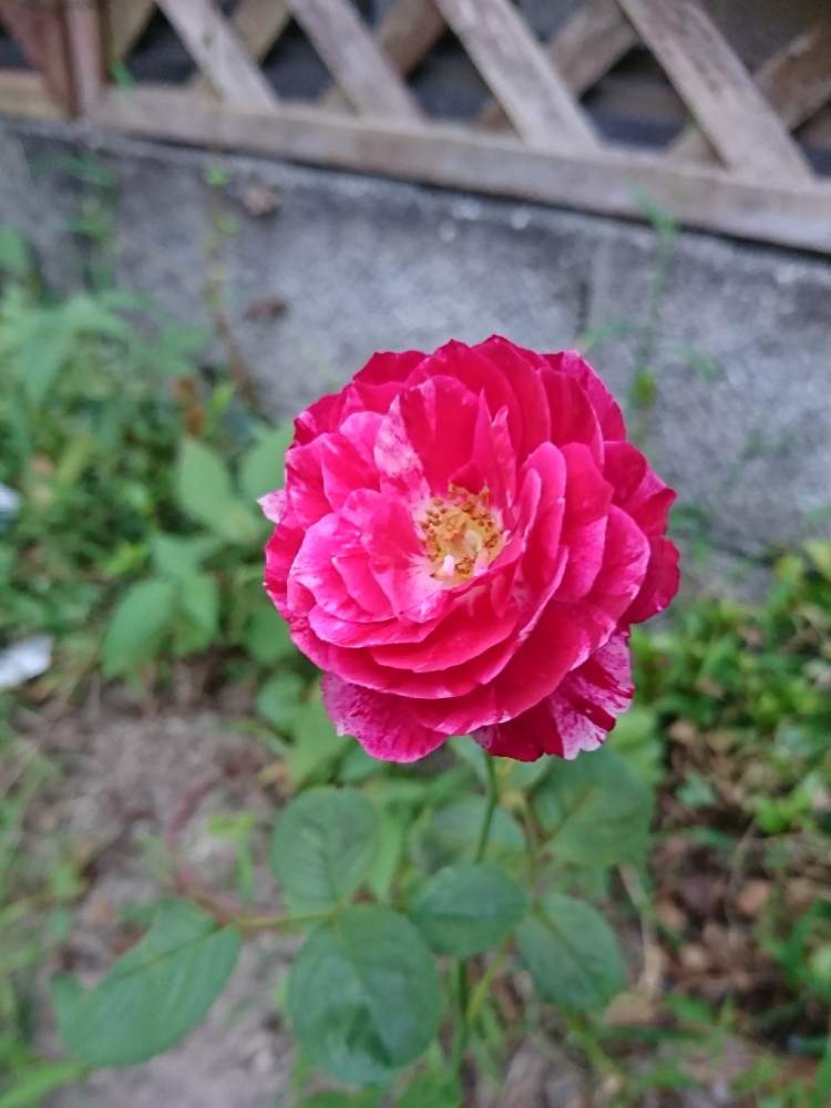 小さな庭の画像 by 林檎さん | 小さな庭とバラタニランとトゲトゲとばら バラ 薔薇としぼりのバラと薔薇愛同盟と薔薇に魅せられてと可愛い〜♡と花のある暮らしとロザリアン
