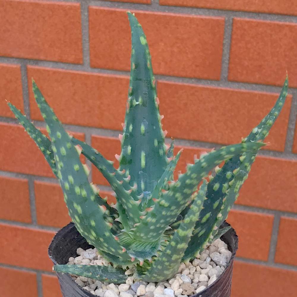 バルコニー/ベランダの画像 by たねさん | バルコニー/ベランダとアロエ カーマインとAloe carmineと多肉植物と福岡とたねんちのアロエとアロエ属とaloe