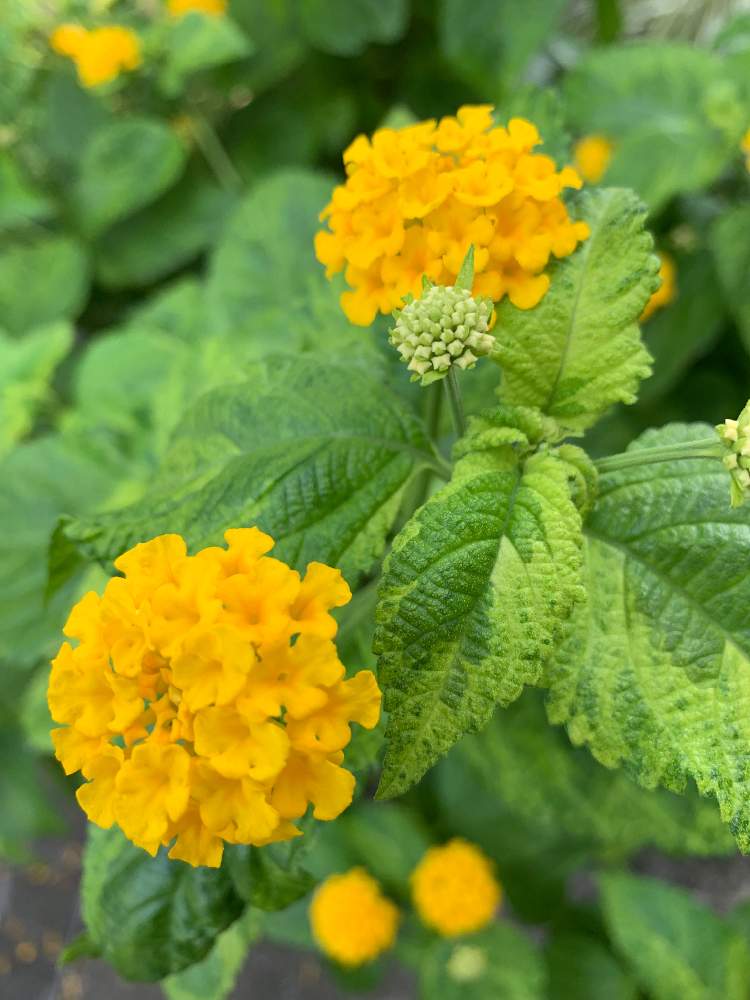 お出かけ先の画像 by サリーさん | お出かけ先と斑入りランタナと花壇の花と8月撮影ときれいな黄色