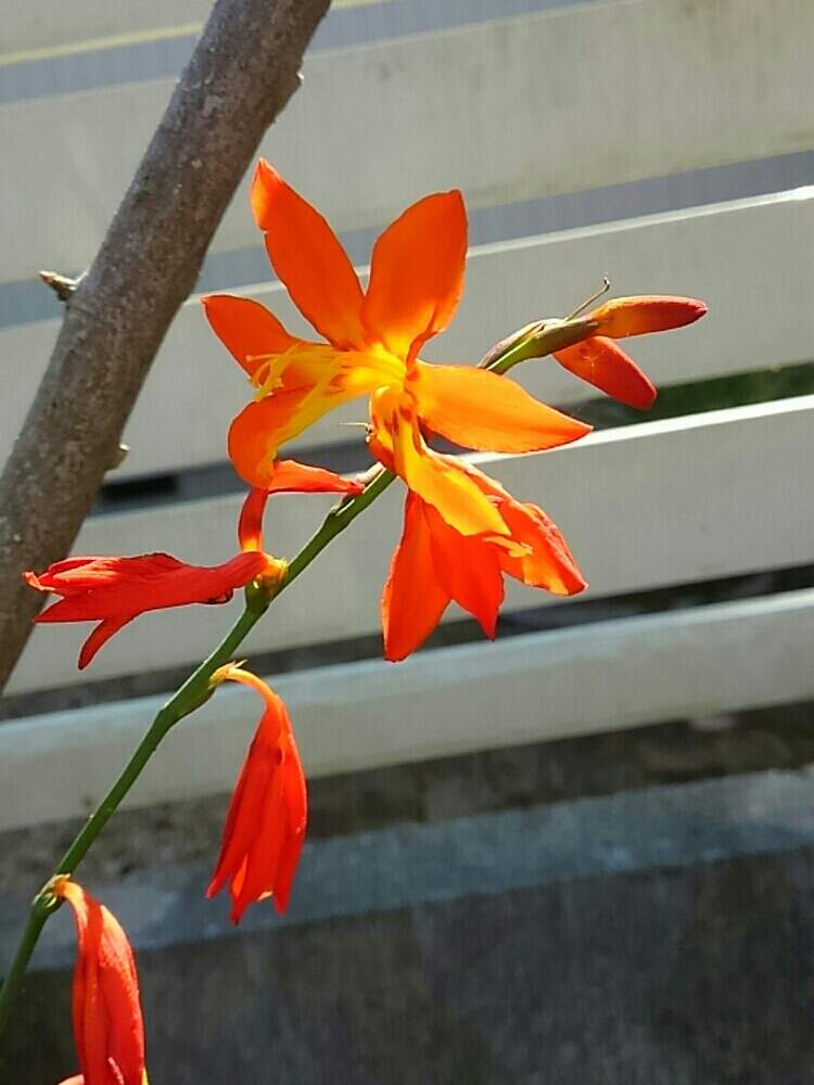 広い庭の画像 by マヤさん | 広い庭とヒメヒオウギズイセンと赤い花と耐寒性宿根草と花のある暮らし